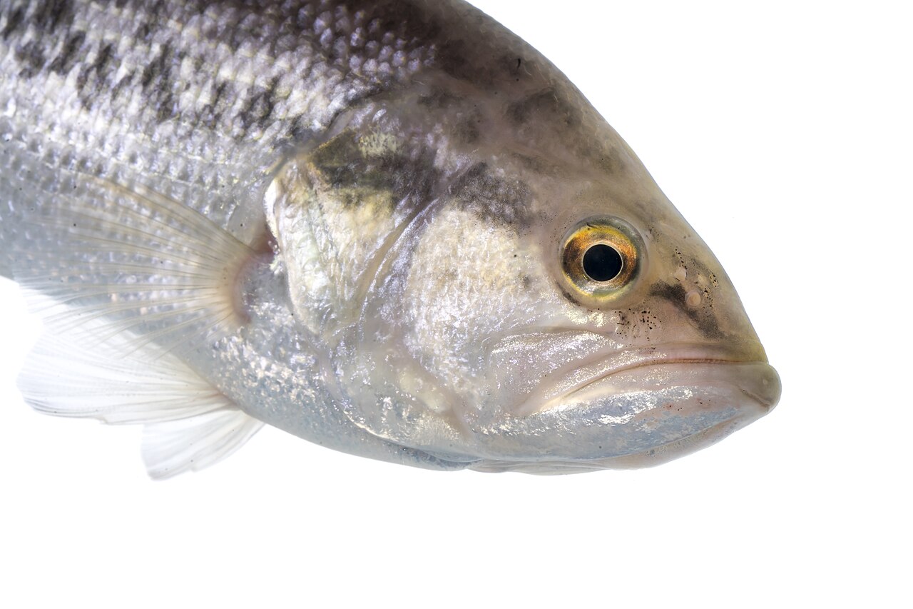 Close view of a largemouth bass used for species identification