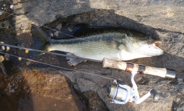 Spotted bass beside fishing tackle for scale