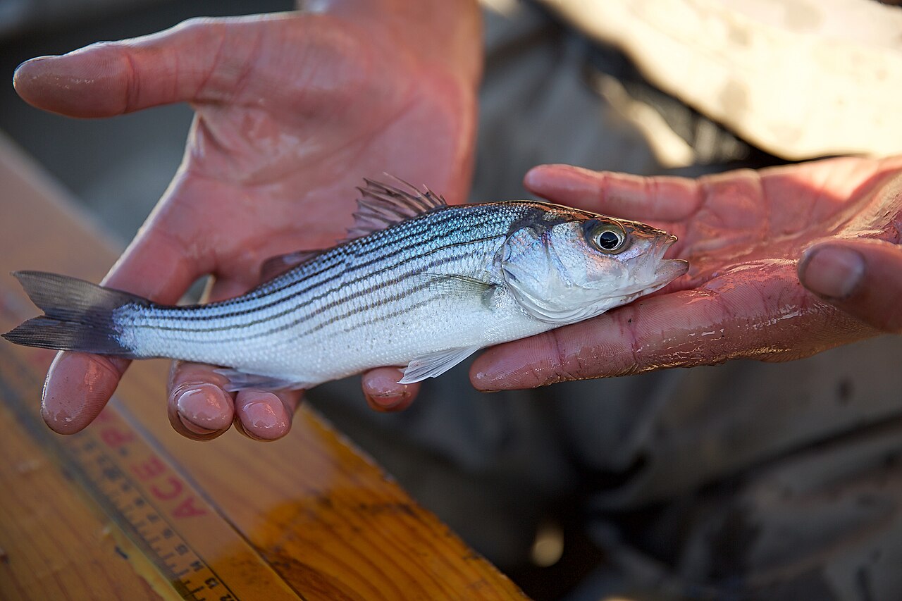Striped bass supported by wet hands during fisheries work